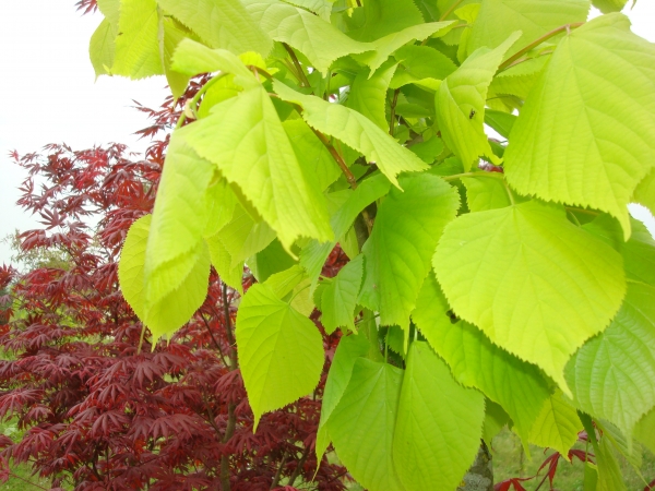 Tilia europaea Jubilee