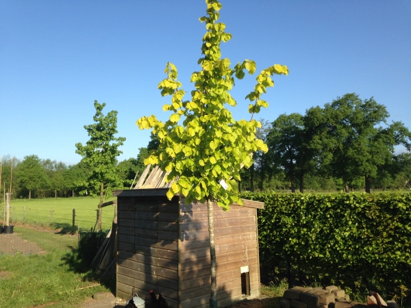 Tilia europaea Jubilee