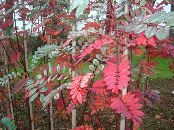 Sorbus hupehensis 