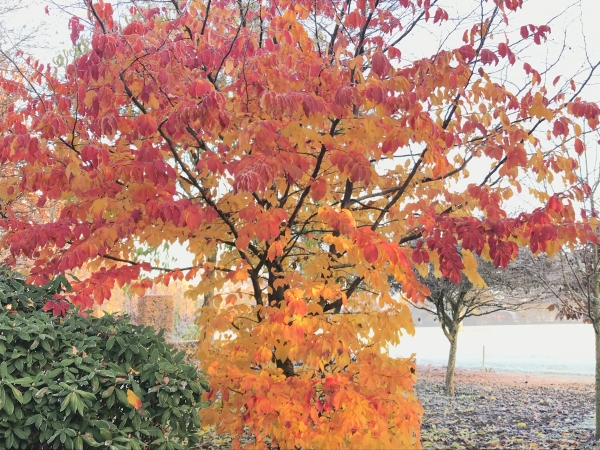 Parrotia persica Bella