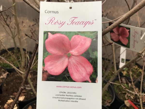 Cornus kousa Rosy Teacups ®