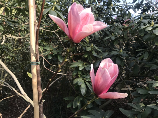 Magnolia Rose Marie