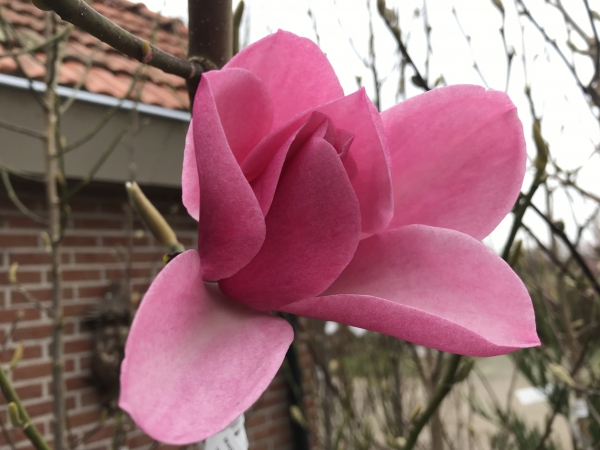Magnolia Aurora