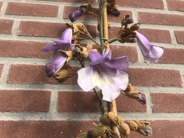 Paulownia tomentosa Hulsdonk