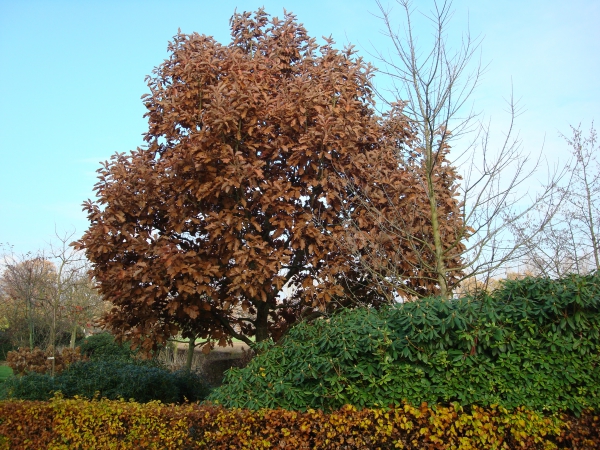 Quercus dentata