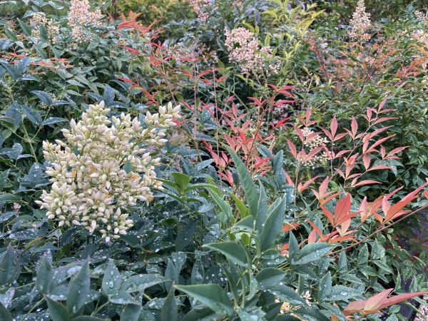 Nandina domestica