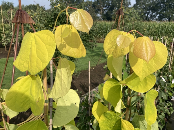 Cercis canadensis Golden Falls ®