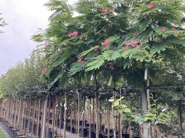 Albizia julibrissin Rouge de Tuiliere