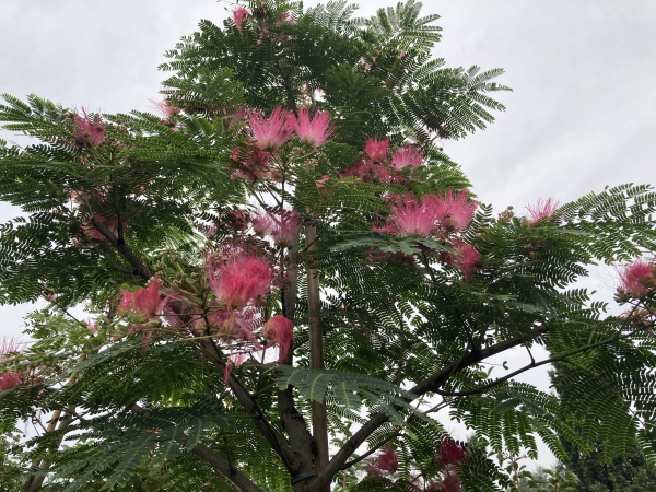 Albizia julibrissin Rouge de Tuiliere