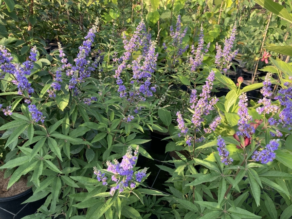 Vitex agnus castus latifolia