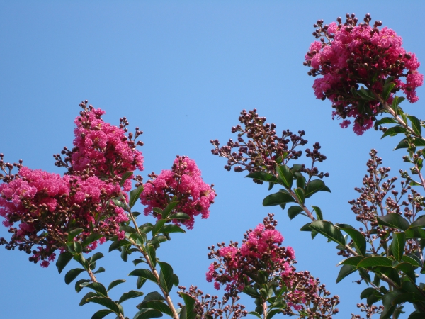 Lagerstroemia Tuskegee