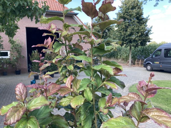 Parrotia persica Cherry Tip