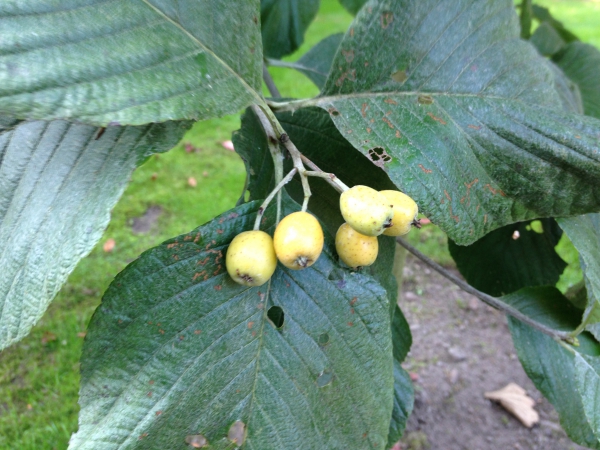 Sorbus wardii