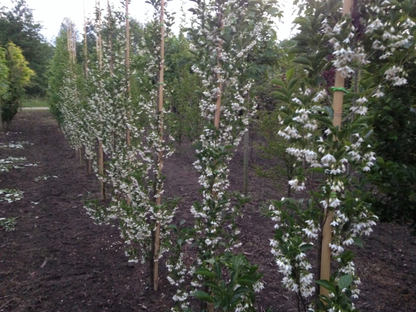 Styrax japonicus June Snow