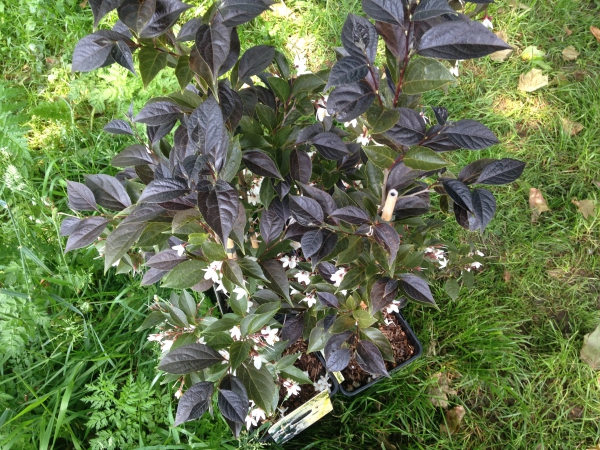 Styrax japonicus Evening Light