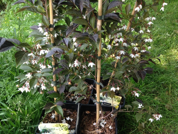 Styrax japonicus Evening Light