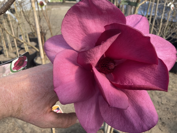 Magnolia Emperor ®