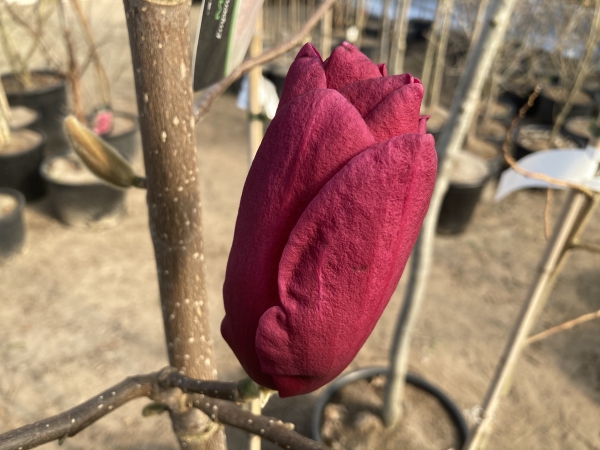 Magnolia Emperor ®