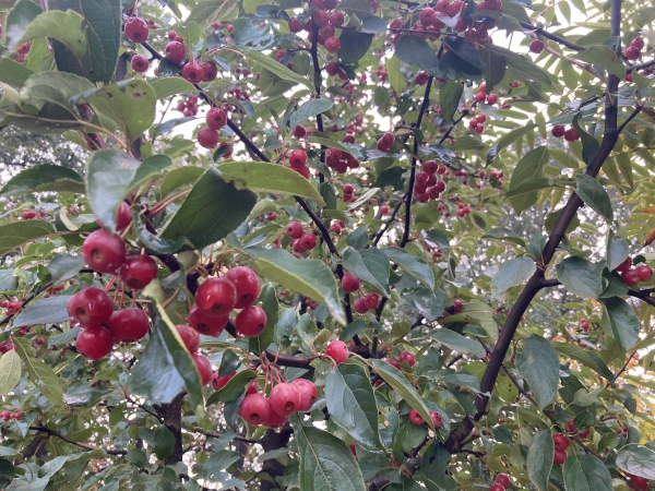 Malus hupehensis Arie Mauritz