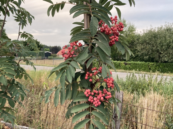 Sorbus Pink Ness