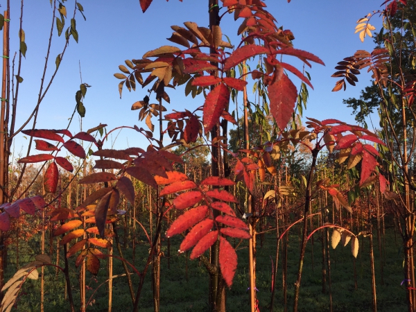 Sorbus Pink Ness