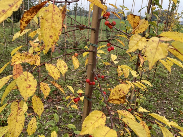 Malus Henkie