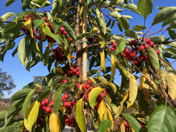 Malus Sugar Time