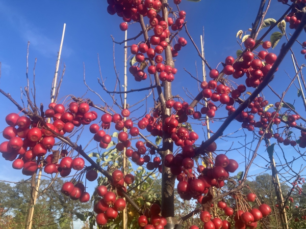 Malus White Angel