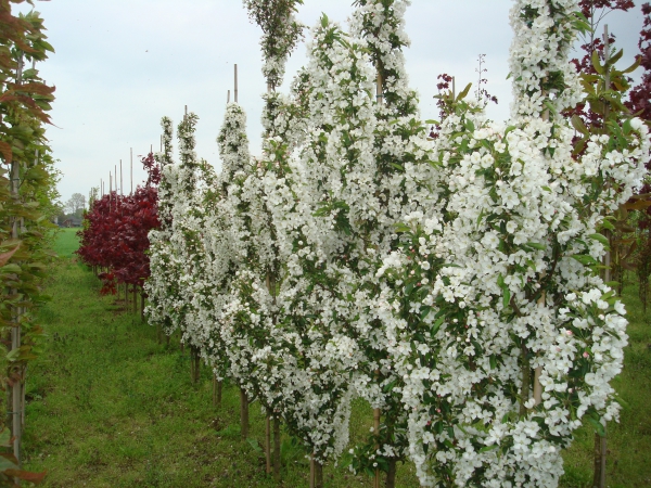 Malus Adirondack