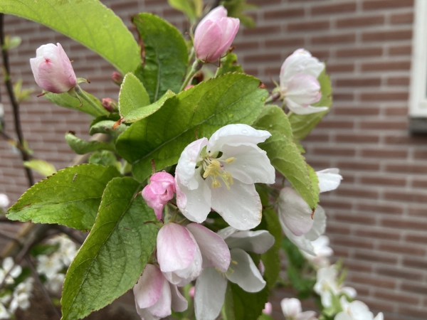 Malus Hellendoorn