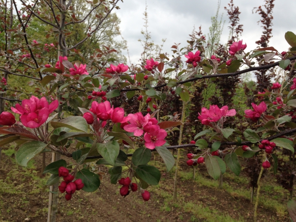 Malus Herkenrode