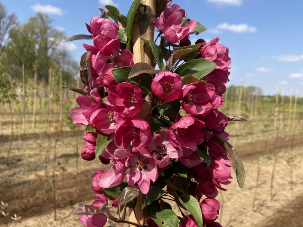 Malus Indian Magic