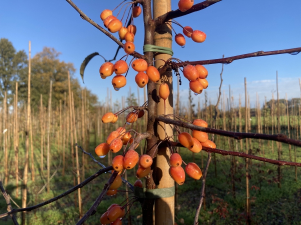 Malus Indian Magic