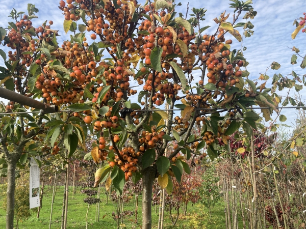 Malus Pom Zai 