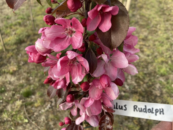 Malus Rudolph