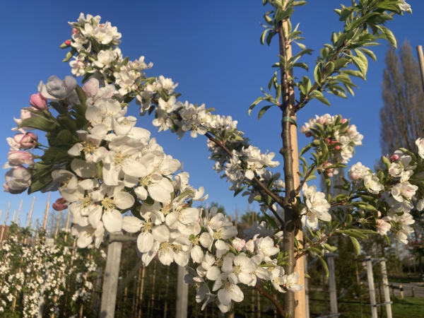 Malus Sugar Time