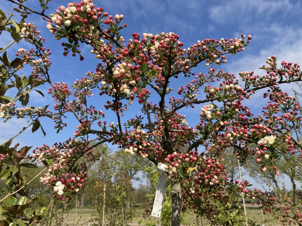 Malus toringo Tina