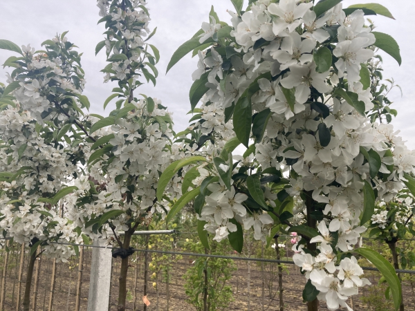 Malus White Angel