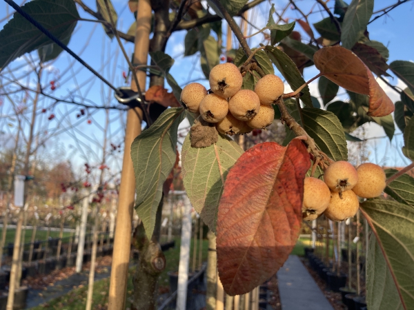 Malus yunnanensis var. veitchii