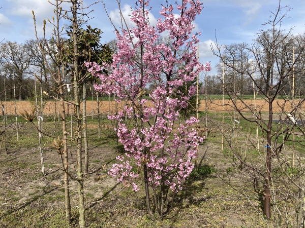 Prunus Jacqueline