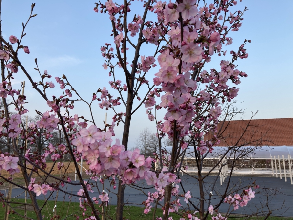 Prunus Jacqueline