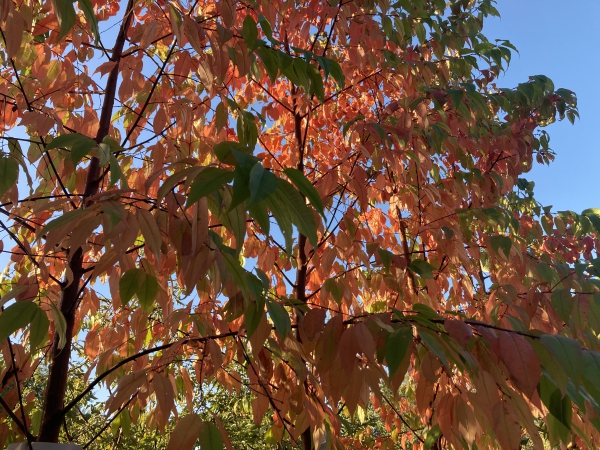 Prunus pensylvanica Auburn Splendor