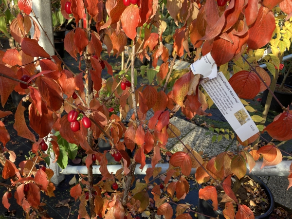 Cornus officinalis Robins Pride