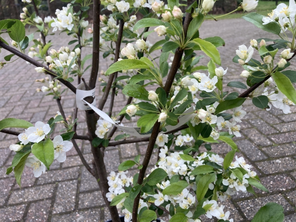 Malus Wierden