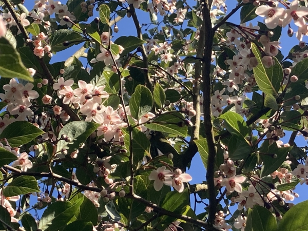 Styrax japonicus Purple Haze