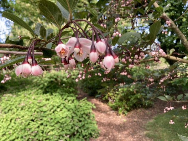 Styrax japonicus Purple Haze