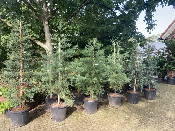 Sequoia sempervirens Winter Blue