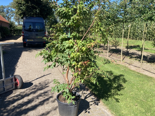 Stewartia monadelpha