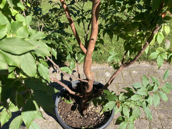 Stewartia monadelpha