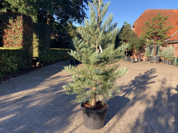 Sequoiadendron giganteum Powdered Blue